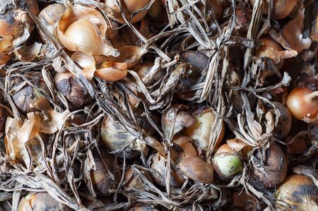 Natural organic onions are drying in the gardenの写真素材