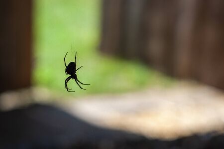 Huge spider is hunting on the web