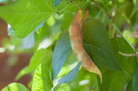 Peas ripening on a sunny summer day