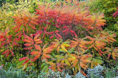 Closeup of beautiful multicolored autumn leavesの写真素材