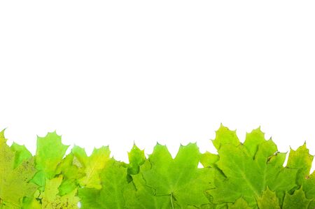 Autumn leaves isolated on white backgroundの写真素材