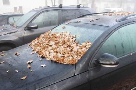 Car windshield covered with fallen leaves on a foggy autumn dayの写真素材