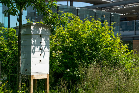 Hives in apiary on the roof of modern building in the downtownの写真素材