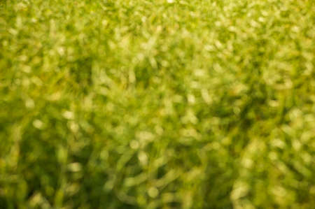 Abstract blurry background of green plantsの写真素材