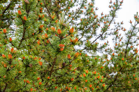 Closeup of blooming pines in Slowinski National Parkの写真素材