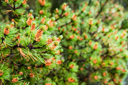 Closeup of blooming pines in Slowinski National Park