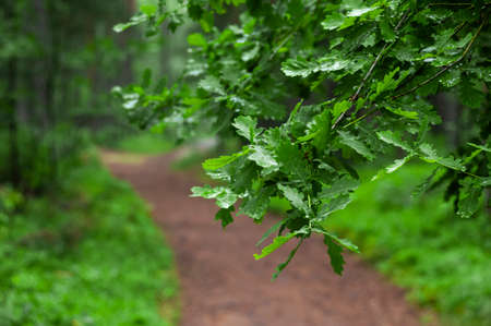 Closeup of the oak tree branch in the forestの写真素材
