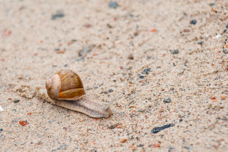 Closeup of a snail on the groundの写真素材