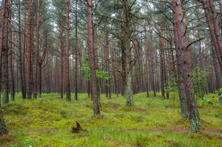 Beautiful pine forest on the Baltic sea seaside. Polandの写真素材