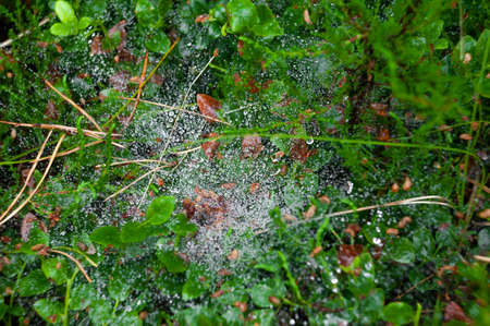 Close up of a spider web with drops of water after fog