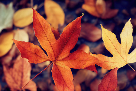 Orange maple leaves background, autumnの写真素材