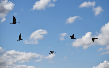 Cranes in the skyの写真素材