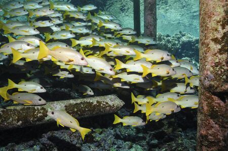 Snapper under jettyの写真素材