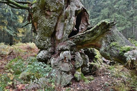 German oakの写真素材