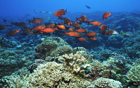 Bigeye perchの写真素材