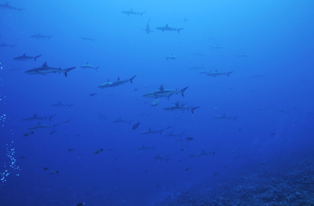 Grey reef sharksの写真素材