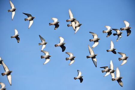 flying dovesの写真素材