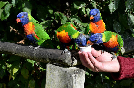 Loris drinkの写真素材