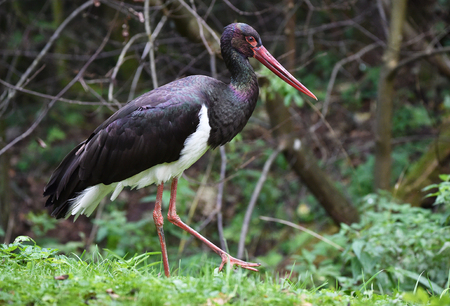 The Black Storkの写真素材