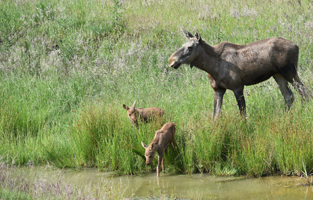Elchfamilie waterfrontの写真素材