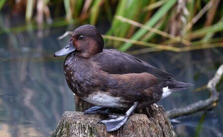 The ferruginous duckの写真素材