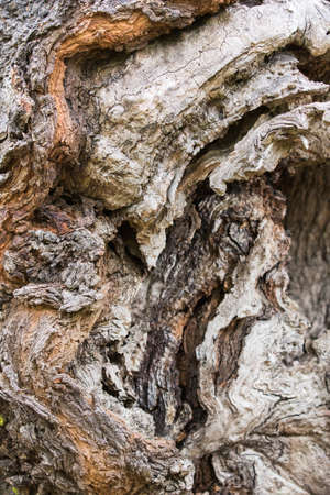 Close-up of old tree bark textureの写真素材