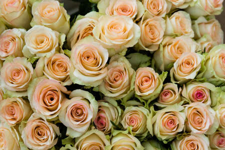 Peach green rose flower bunchの写真素材