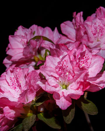 Bunch of Pink and White Azalea flower black backgroundの写真素材