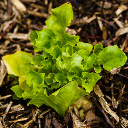 baby green lettuce dark backgroundの写真素材