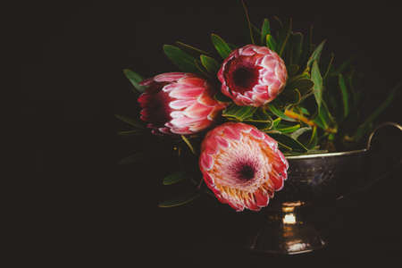 Red Protea flower on black backgroundの写真素材