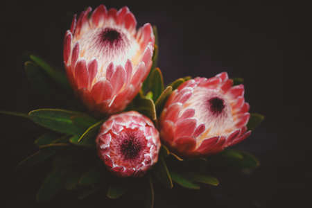 Red protea flower on black backgroundの写真素材
