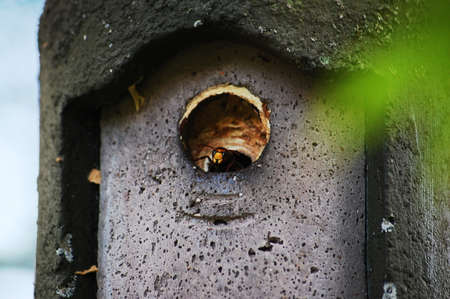Wasp in wooden concrete birdhouseの写真素材
