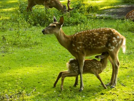 Sika deer feeding its fawn.の写真素材