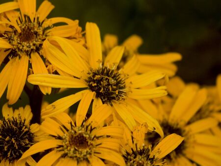 Yellow flowers on black background