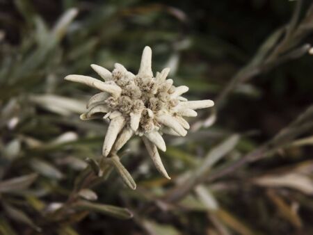 Closeup of an edelweiss plant (Leontopodium alpinum)の写真素材