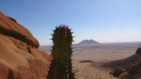 Cactus closeup with Brandberg mountain in backgroundの写真素材