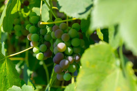 red grape vines in the summer