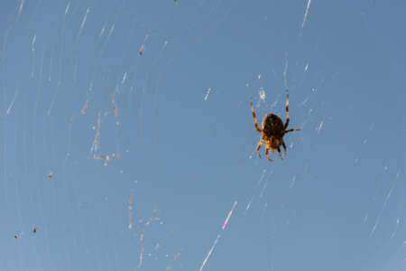 close up, macro shot of an Crowned Orb Weaver (aka Cross spider) sitting on its web, waiting for prey to eat.の写真素材