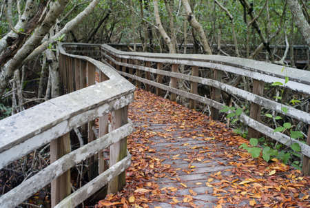 Wooden boardwalk with Fallen Leaves in the Everglades, Florida, USAの写真素材