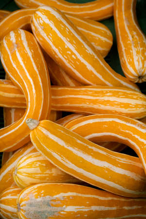 Striped Yellow Pumpkinsの写真素材