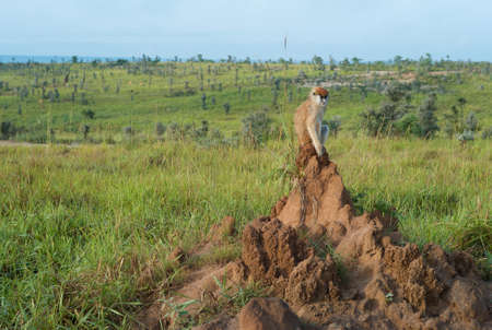 Monkey Sitting on an Ant Hillの写真素材