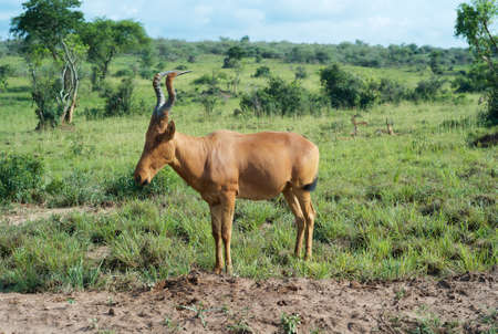 Hartebeest (a.k.a. Kongoni) Standing in a Plain Covered with Green Grassの写真素材
