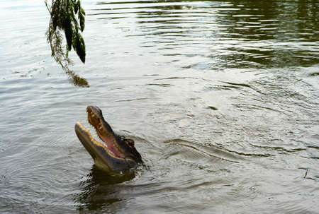 Alligator Head above the Water of a Bayou Snatching at Somethingの写真素材