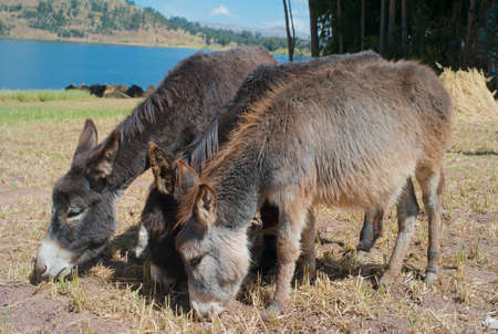 Three Cute Adorable Grey-Brown Donkeys Feeding on Dried Grassの写真素材