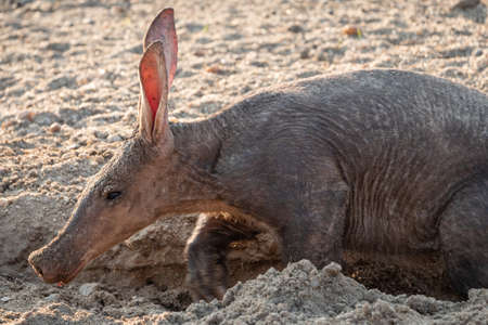 Head of an Aardvark Anteater in the Kalahari Desert in Namibia, Africaの写真素材