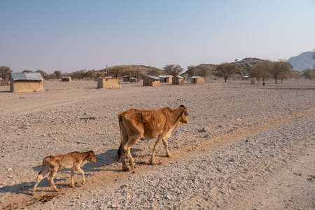 Very Skinny, Emaciated Cow Walking on Dry Land by a Village in Kaokoveldt, Namibia, Africa - A...