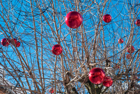 Christmas Decoration - Beautiful Bright Red Baubles, Glass Spheres, hanging outside on a Tree with a...