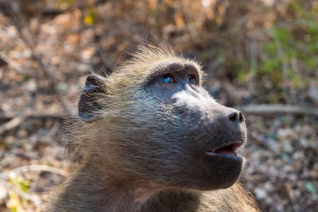 Chacma Baboon Close-Up Portrait in Victoria Falls National Park, Zimbabweの写真素材