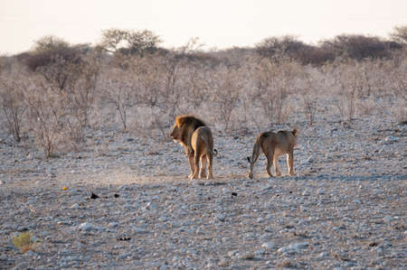 Lion and Lioness, a Pair of Male and Female Lions, Leaving Each Other after Courtship, Etosha...