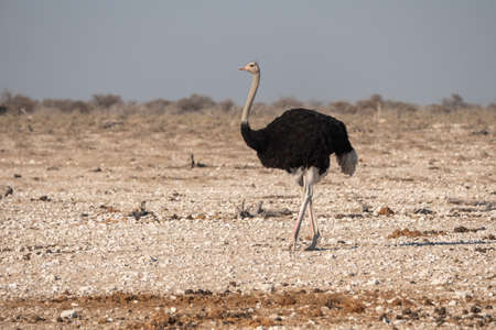 Single Male Ostrich Walking, Etosha National Park, Namibia, Africaの写真素材